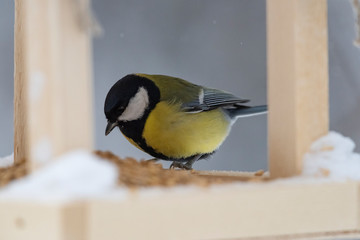 Great tit (Parus major) - a bird of the titmouse family in its natural environment with natural light, close-up.