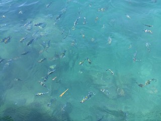 Fototapeta na wymiar Fish in the clear sea water in Bali