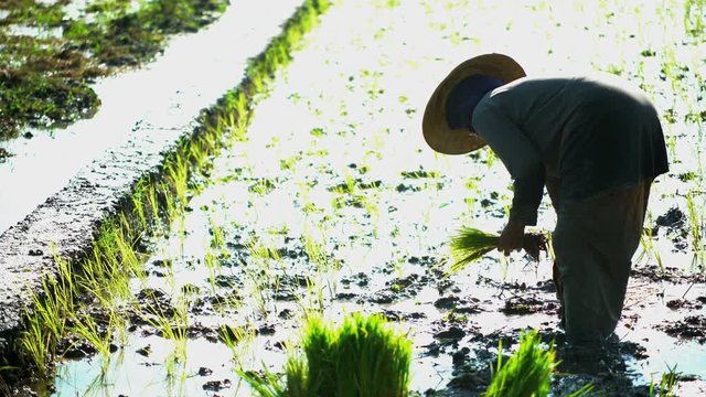 Rural farm worker planting seedlings in rice fields Java South East Asia
