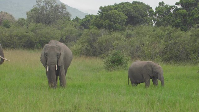 A loving mother elephant with her baby eating grass in an open area in Mara Maasai national park