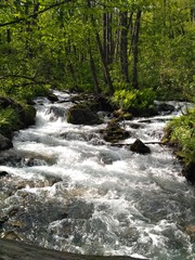 waterfall in the forest