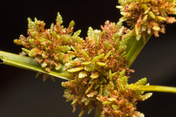 Macro of Green grass flowers of Umbrella Sedge or Umbrella Gras (Cyperus iria L) with Black blackground, close-up