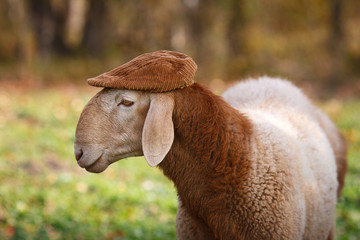 Sheep in a cap