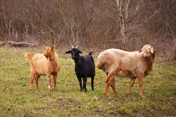 Goats and sheep