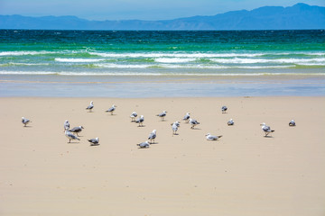 Fototapeta na wymiar Gulls On The Shoreline