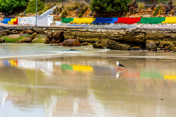 Gull on the Shoreline