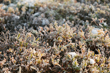 frost on a bush drenched in the sun in winter.