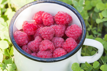 Fresh raspberries in a bowl close-up on the grass