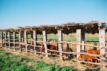 agriculture industry, farming and animal husbandry concept. herd of cows in cowshed on dairy farm