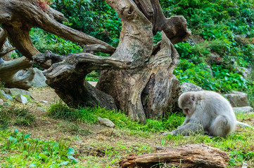 地獄谷野猿公園の秋