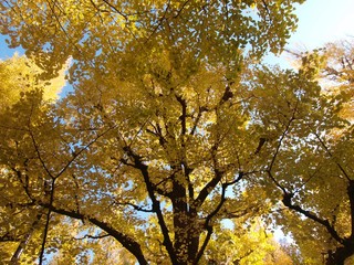 Obraz premium イチョウ並木