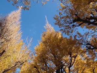 Fototapeta premium イチョウ並木