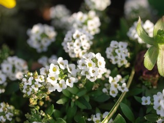 白い花　スイートアリッサム