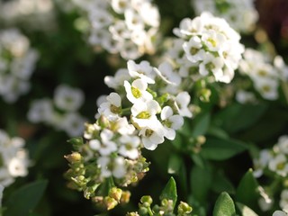 白い花　スイートアリッサム