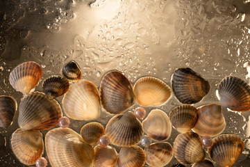 sea shells and pink and white pearls