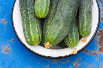 Fresh cucumbers.