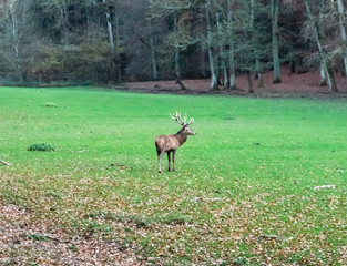 Hirsch auf einer Lichtung