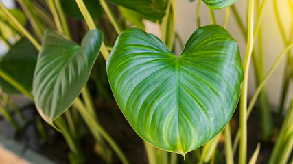 Green leaves are heart shaped in pots.