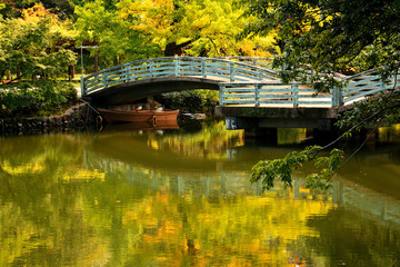 Fototapeta premium 秋の池と橋と銀杏がある公園の風景