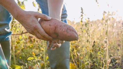 Farmer holding fresh crop of sweet potato in hands and inspecting it, close-up