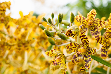 Grammatophyllum speciosum, also called giant orchid, tiger orchid, sugar cane orchid or queen of...