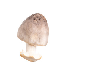 straw mushroom isolated on white