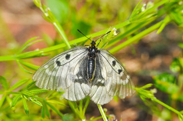 Parnassius mnemosyne Clouded Apollo butterfly in the grass