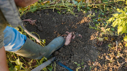 Fototapeta premium Farmer digging up with a showel and harvesting sweet potatoes at field