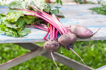 Fresh organic beets  with soil,  with tops on old wooden table,