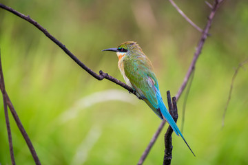 Blue tailed bee-eater (Merops philippinus) perching