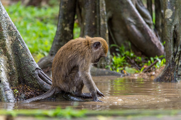 young monkey playing water at park
