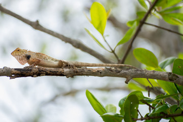 Young Lizard on tree