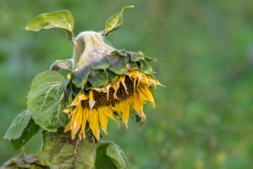 Yellow withered sunflower sadly leaves the flower head hanging