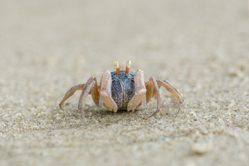 Fototapeta na wymiar little cute round crab on sand