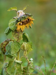 Yellow withered sunflower sadly leaves the flower head hanging