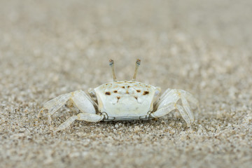 white sandy baby crab