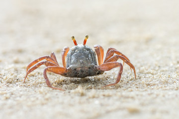 little cute round crab on sand