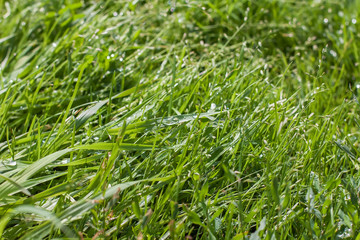 Morning dew on the grass