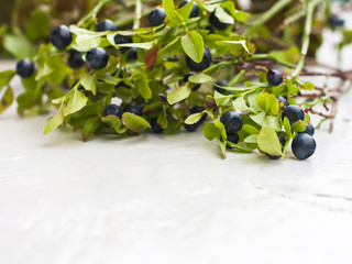 Blueberries  on a branch.