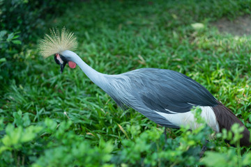 grey crowned crane bird