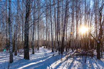 Beautiful winter forest landscape - the sun shines through the trees in a birch grove