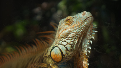 Photos bright green yellow iguana in the glass cage