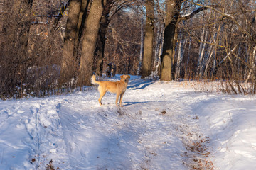 Wild homeless red dog in winter forest