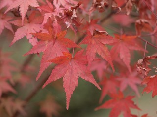 紅葉