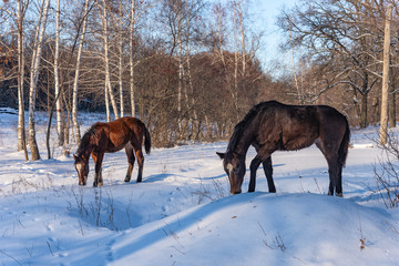 Young horses in the winter forest