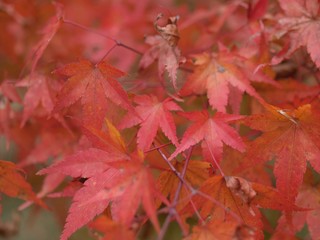 紅葉
