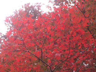 紅葉