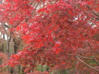 紅葉