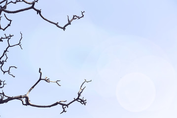 Creepy Bare Tree Branches Against Clear Sky