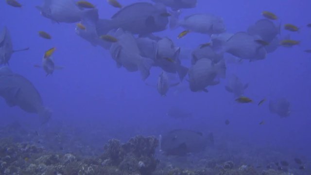 inzoomed footage of a school of many bumb head parrot fish. they swim on top of the reef to feed and rest.